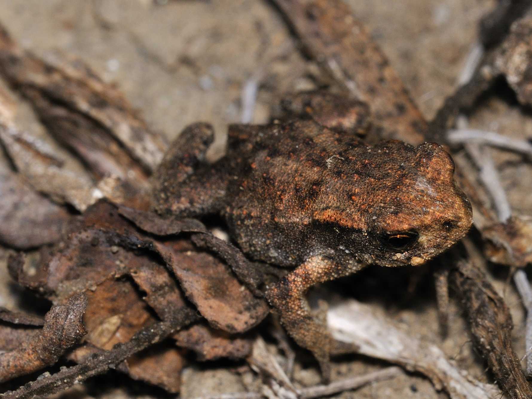Rospetto ? Bufo bufo